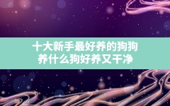 十大新手最好养的狗狗,养什么狗好养又干净